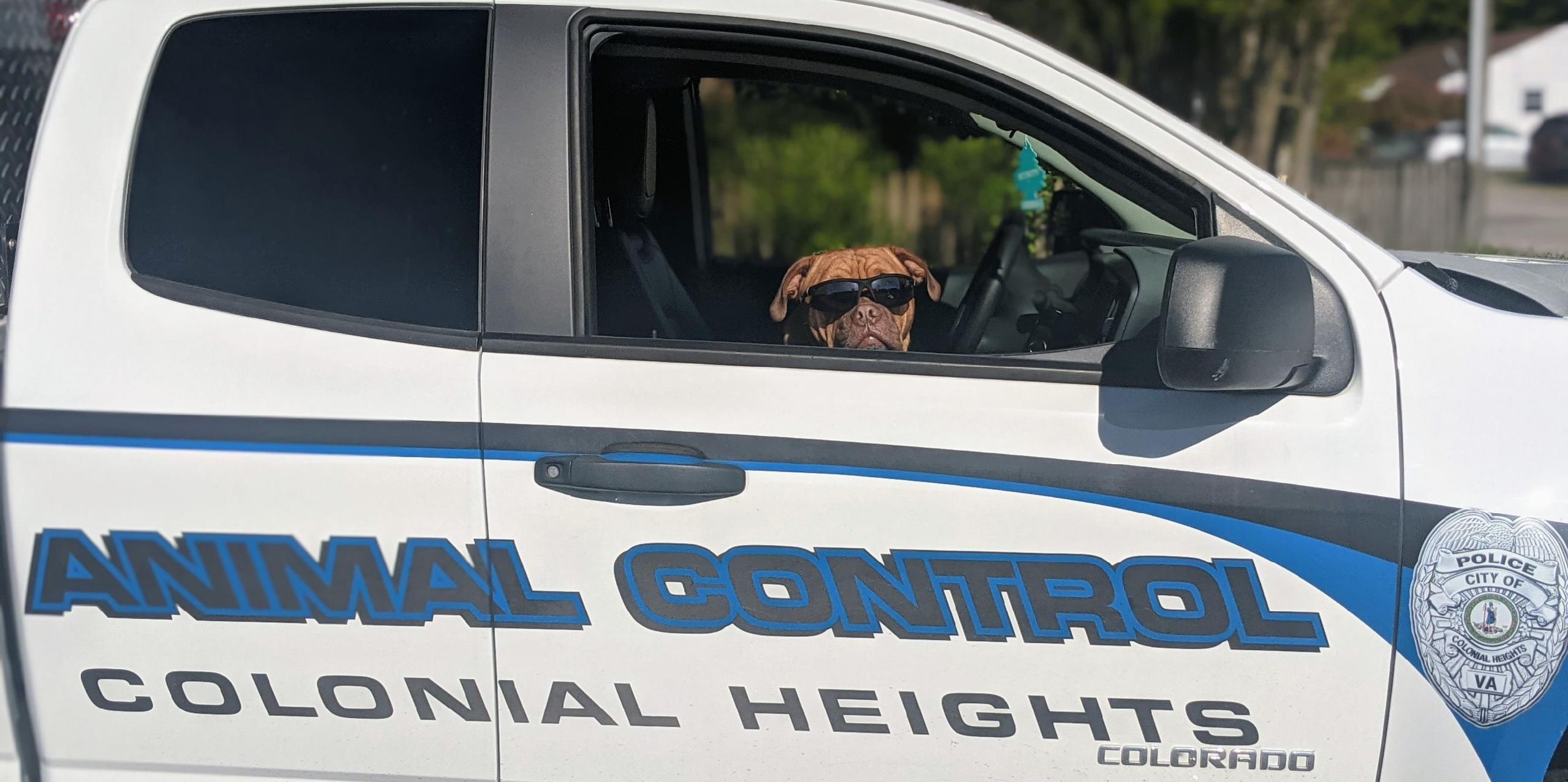 Police vehicle with cool dog